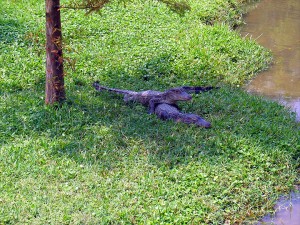 baby alligators chillin' in the shade