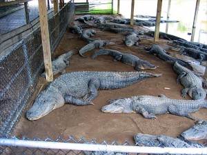huge alligators chillin' in the shade