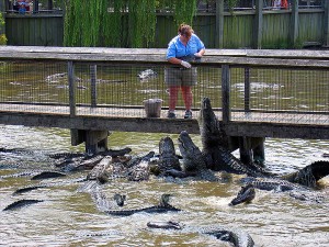 alligator feeding time