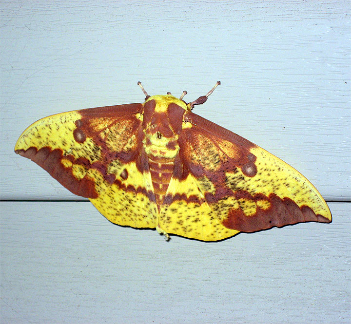 Imperial Moth Friend